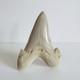 Large Fossil Shark Tooth Sokolovi Pre Megalodon Natural Serrations