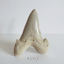 Large Fossil Shark Tooth Sokolovi Pre Megalodon Natural Serrations