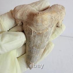Large Fossil Shark Tooth Sokolovi Pre Megalodon Natural Serrations