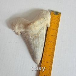 Large Fossil Shark Tooth Sokolovi Pre Megalodon Natural Serrations