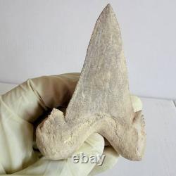 Large Fossil Shark Tooth Sokolovi Pre Megalodon Natural Serrations
