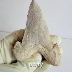 Large Fossil Shark Tooth Sokolovi Pre Megalodon Natural Serrations