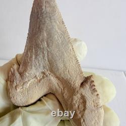 Large Fossil Shark Tooth Sokolovi Pre Megalodon Natural Serrations