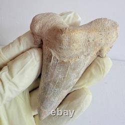 Large Fossil Shark Tooth Sokolovi Pre Megalodon Natural Serrations
