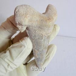 Large Fossil Shark Tooth Sokolovi Pre Megalodon Natural Serrations