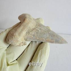 Large Fossil Shark Tooth Sokolovi Pre Megalodon Natural Serrations