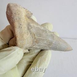 Large Fossil Shark Tooth Sokolovi Pre Megalodon Natural Serrations