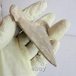 Large Fossil Shark Tooth Sokolovi Pre Megalodon Natural Serrations