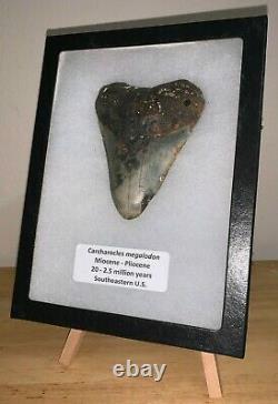 Large Framed MEGALODON Shark Tooth with Display Stand! 4.375 INCHES! NO REPAIR