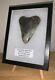 Large Framed Megalodon Shark Tooth With Display Stand! 4.375 Inches! No Repair