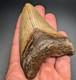 Large Megalodon Shark Tooth 3.72 Rare Bright Orange Color Nc Quality Fossil