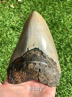 Large Megalodon Shark Tooth Fossil 5.5 Inches, No Restoration