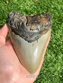 Large Megalodon Shark Tooth Fossil 5.5 Inches, No Restoration