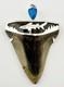 Large Megalodon Shark Tooth Pendant Megalodon Tooth With Sterling Silver Cap