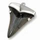 Large Megalodon Shark Tooth Pendant Megalodon Tooth With Sterling Silver Cap