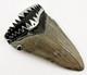 Large Megalodon Shark Tooth Pendant Megalodon Tooth With Sterling Silver Cap