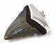 Large Megalodon Shark Tooth Pendant Megalodon Tooth With Sterling Silver Cap