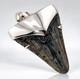 Large Megalodon Shark Tooth Pendant Megalodon Tooth With Sterling Silver Cap-p