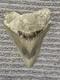 Large Megalodon Tooth Indonesia 4.02 Inches Great Blade Sandy Root