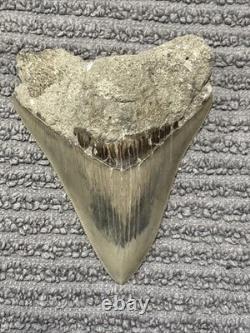Large Megalodon Tooth Indonesia 4.02 Inches Great Blade Sandy Root