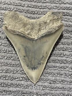 Large Megalodon Tooth Indonesia 4.02 Inches Great Blade Sandy Root
