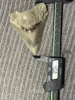 Large Megalodon Tooth Indonesia 4.02 Inches Great Blade Sandy Root