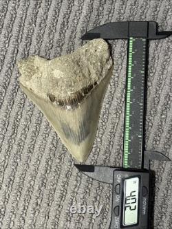 Large Megalodon Tooth Indonesia 4.02 Inches Great Blade Sandy Root