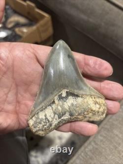 Large Megalodon Tooth Indonesia 4.03 Inches Great Shape Great Color + Symmetry