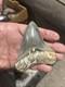 Large Megalodon Tooth Indonesia 4.03 Inches Great Shape Great Color + Symmetry