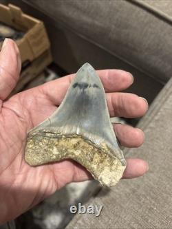 Large Megalodon Tooth Indonesia 4.03 Inches Great Shape Great Color + Symmetry