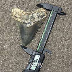 Large Megalodon Tooth Indonesia 4.03 Inches Great Shape Great Color + Symmetry