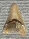 Large Megalodon Tooth Indonesia 4.07 Inches Nice Solid Look