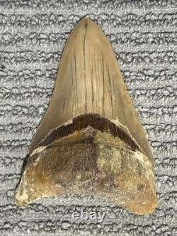 Large Megalodon Tooth Indonesia 4.07 Inches Nice Solid Look