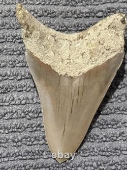 Large Megalodon Tooth Indonesia 4.07 Inches Nice Solid Look