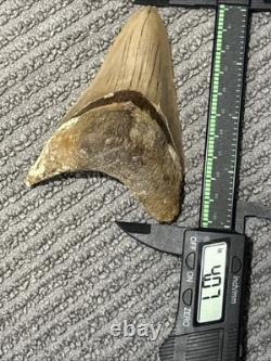 Large Megalodon Tooth Indonesia 4.07 Inches Nice Solid Look