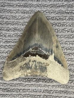 Large Megalodon Tooth Indonesia 4.62 Inches Patched Root Nice Colored Blade