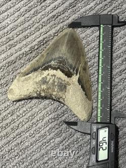 Large Megalodon Tooth Indonesia 4.62 Inches Patched Root Nice Colored Blade
