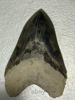 Large Megalodon Tooth Indonesia 5.50 Inches Nice Overall Tooth