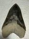 Large Megalodon Tooth Indonesia 5.50 Inches Nice Overall Tooth