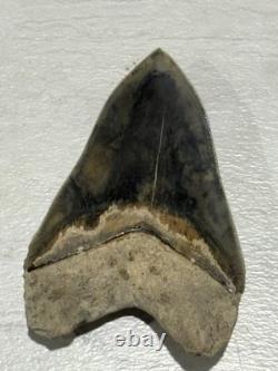 Large Megalodon Tooth Indonesia 5.50 Inches Nice Overall Tooth