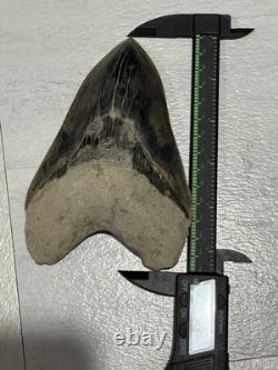 Large Megalodon Tooth Indonesia 5.50 Inches Nice Overall Tooth
