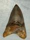 Large Megalodon Tooth Indonesia Massive Root Restoration Spots 5.82 Inches Beaut