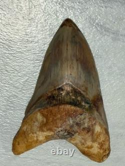 Large Megalodon Tooth Indonesia Massive Root Restoration Spots 5.82 Inches Beaut
