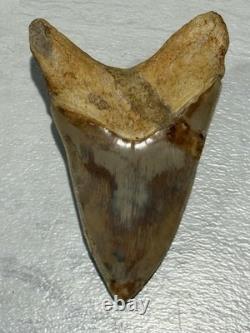 Large Megalodon Tooth Indonesia Massive Root Restoration Spots 5.82 Inches Beaut