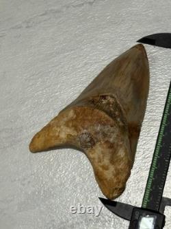 Large Megalodon Tooth Indonesia Massive Root Restoration Spots 5.82 Inches Beaut
