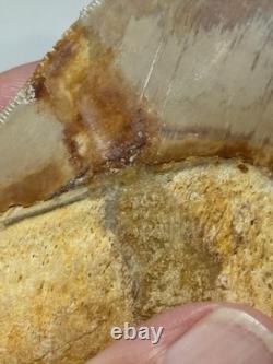 Large Megalodon Tooth Indonesia Massive Root Restoration Spots 5.82 Inches Beaut