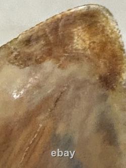 Large Megalodon Tooth Indonesia Massive Root Restoration Spots 5.82 Inches Beaut