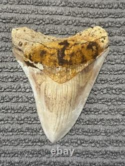 Large Megalodon Tooth Indonesia Wonderfully Stained Oranges Browns Whitish 4.33
