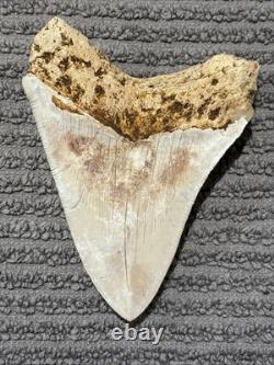 Large Megalodon Tooth Indonesia Wonderfully Stained Oranges Browns Whitish 4.33