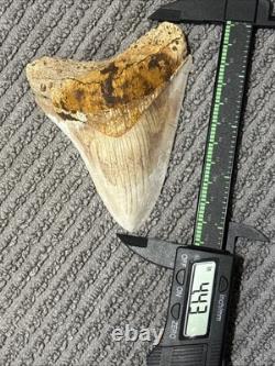 Large Megalodon Tooth Indonesia Wonderfully Stained Oranges Browns Whitish 4.33